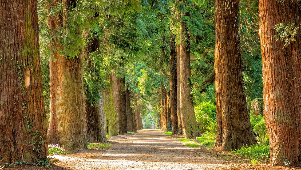 Baum - J. Berner Gartenbau und Baumschulen aus Herzogenaurach